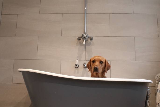 A gorgeous doggy in the bath at Big Box in Wiltshire