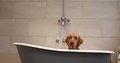 A gorgeous doggy in the bath at Big Box in Wiltshire