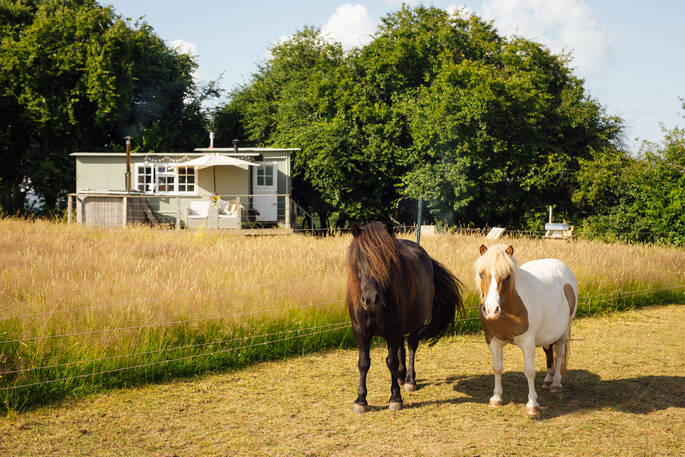 ponies and the caravan