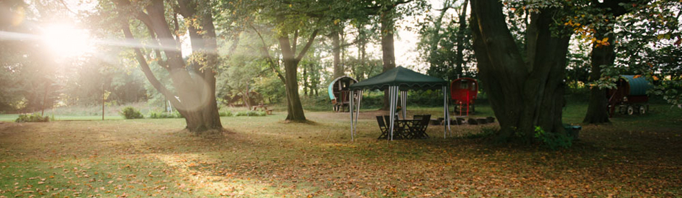 Copper Beech Glade sunlight