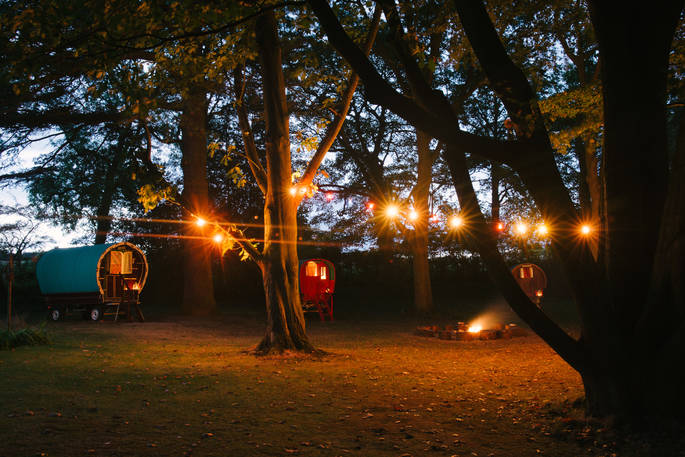 Copper beech glade camp in Yorkshire at night time with fairly lights wrapped in the trees