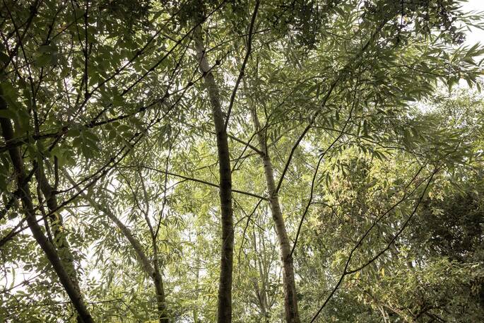 Trees around the site
