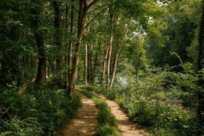 Woodland pathway
