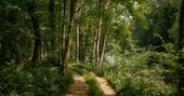 Woodland pathway