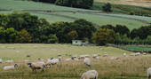 sheep at Stonebeck Gate Farm, Whitby, North Yorkshire
