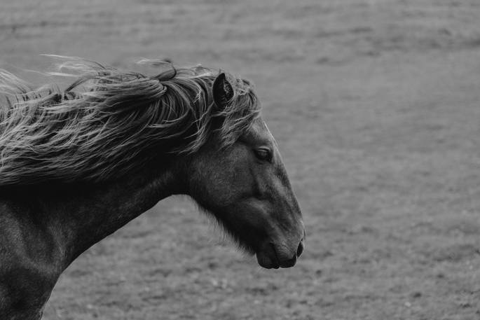 horse around Stonebeck Gate Farm, Whitby, North Yorkshire