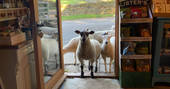 The Woodmans Hut, Yorkshire, Sheep in Shop