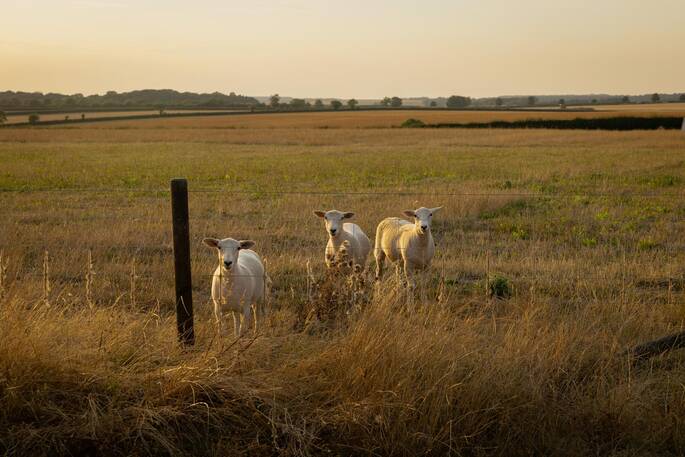 Sheep in neighbouring field
