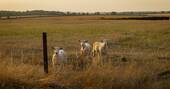 Sheep in neighbouring field
