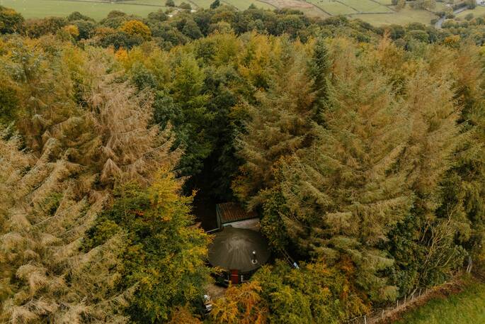 Aerial shot of trees