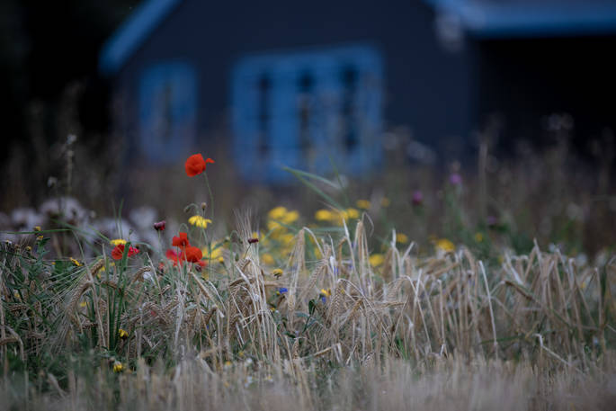 Barley Bothy wild flowers, Boutique Farm Bothies at Huntly, Aberdeenshire