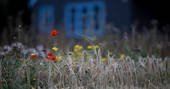 Barley Bothy wild flowers, Boutique Farm Bothies at Huntly, Aberdeenshire