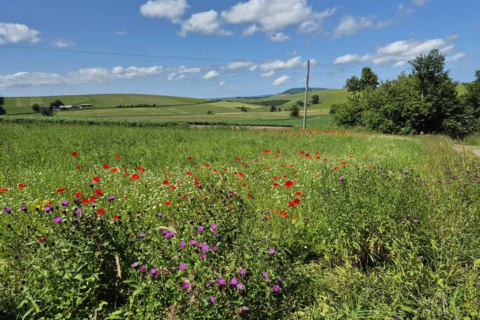 Wild flower meadow