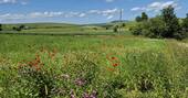 Wild flower meadow