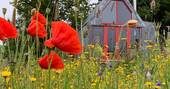 The Sheep Shed wild flowers, Boutique Farm Bothies at Huntly, Aberdeenshire
