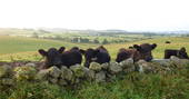 Cows in field near Brockloch Bothy, Dumfries and Galloway
