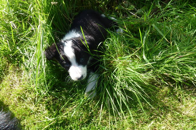 Puppy sheep dog in field near Brockloch Bothy, Dumfries and Galloway