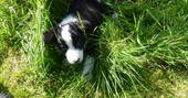 Puppy sheep dog in field near Brockloch Bothy, Dumfries and Galloway
