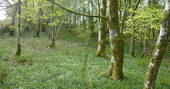 Woodland near Brockloch Treehouse, Dumfries and Galloway
