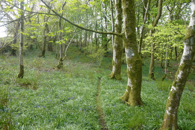 Woodland near Brockloch Treehouse, Dumfries and Galloway