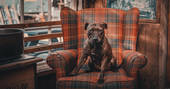 A gorgeous dog sitting on an armchair at The Bothy Project in Highland, Scotland