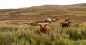 Cose Farmhouse cottage highland cows, Nairn, Highland, Scotland