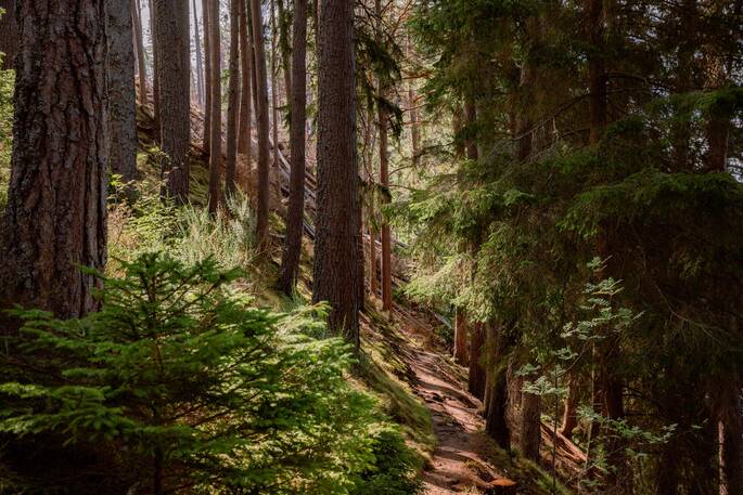 Woodland nearby for walks