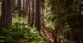 Woodland nearby for walks