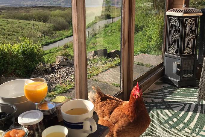 chicken eyeing up breakfast at the summerhouse