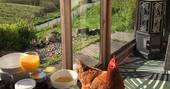 chicken eyeing up breakfast at the summerhouse