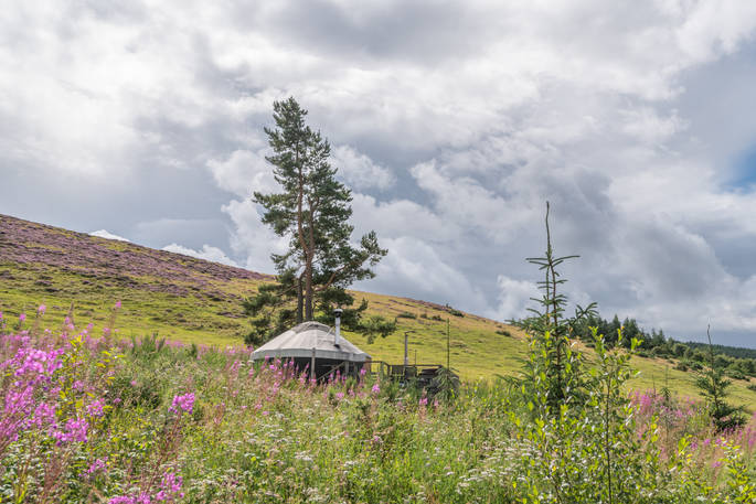 Bramble Yurt at Alexander House, Auchterarder, Perth & Kinross, Scotland (21)
