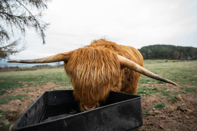 highland cow Thistle at Alexander House, Auchterarder, Perth & Kinross, Scotland