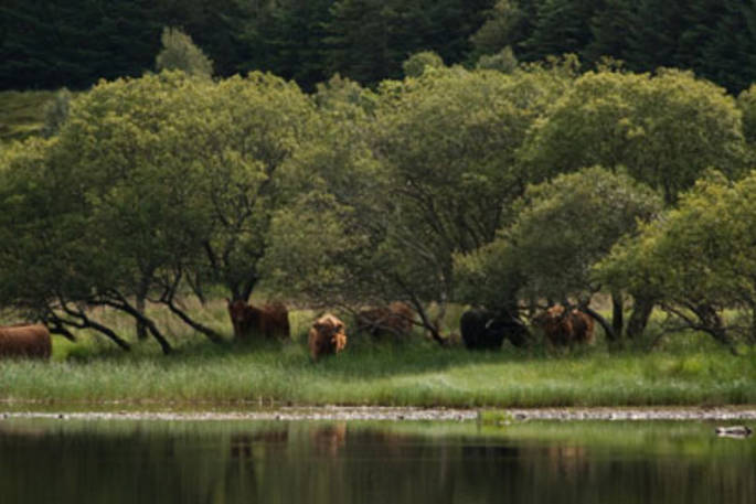 Highland cattle at the lake near Pilot Panther, Perth and Kinross