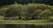 Highland cattle at the lake near Pilot Panther, Perth and Kinross