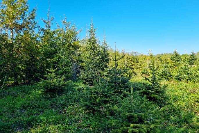 christmas trees plantation