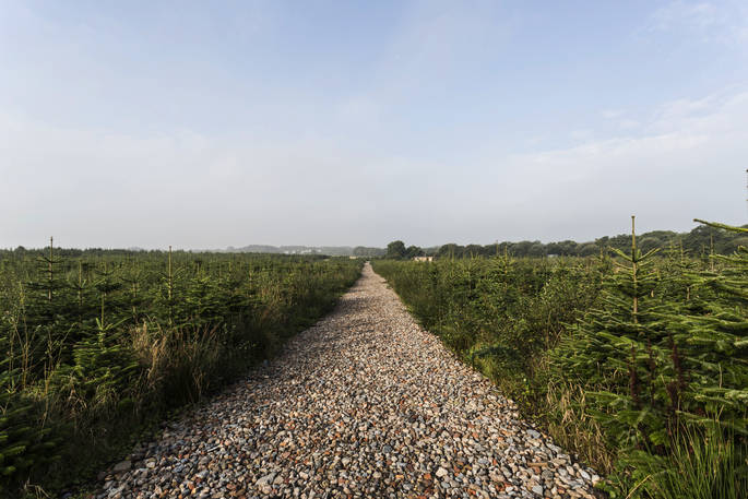 ty cerrig cardiff shepherd's hut Christmas tree farm