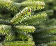 Tŷ Cerrig Woodland Retreats
