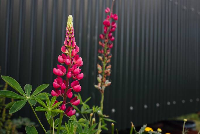 Beautiful flowers