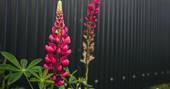 Beautiful flowers