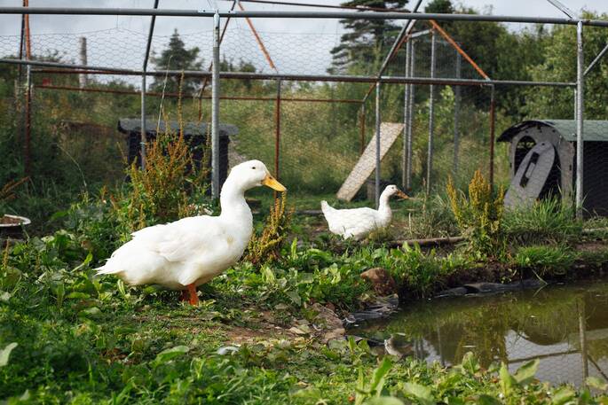 Animals on site