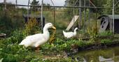 Animals on site