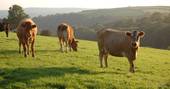 Farm Daisy cows