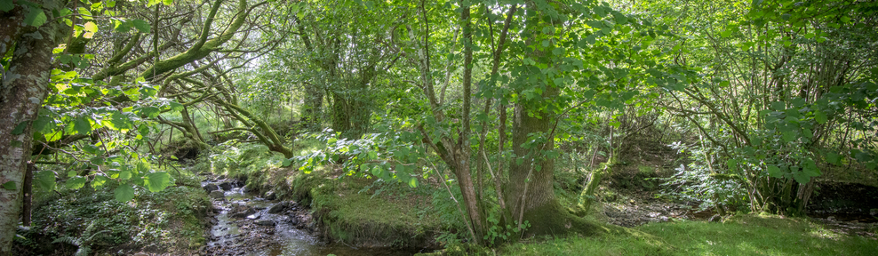 Wild Welsh Treehouses 