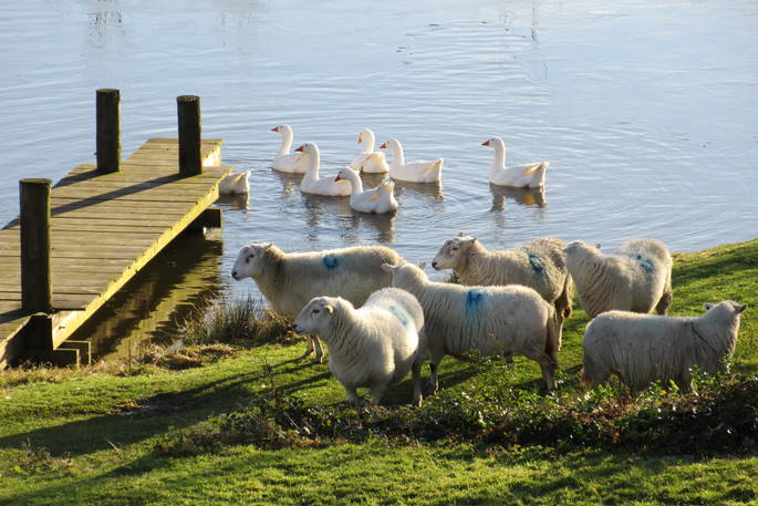 Sheep and swans by the pond at Wildernest, Lampeter, Ceredigion, Wales