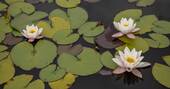 Flora