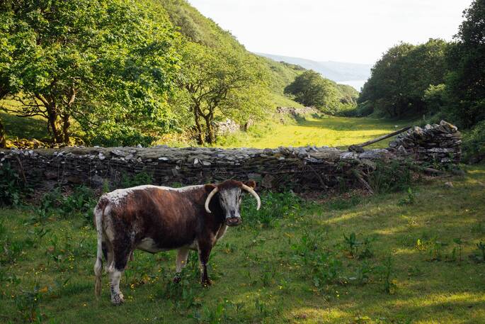Hafod Y Bryn-67