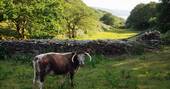 Hafod Y Bryn-67