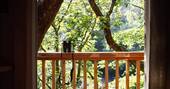 View from treehouse