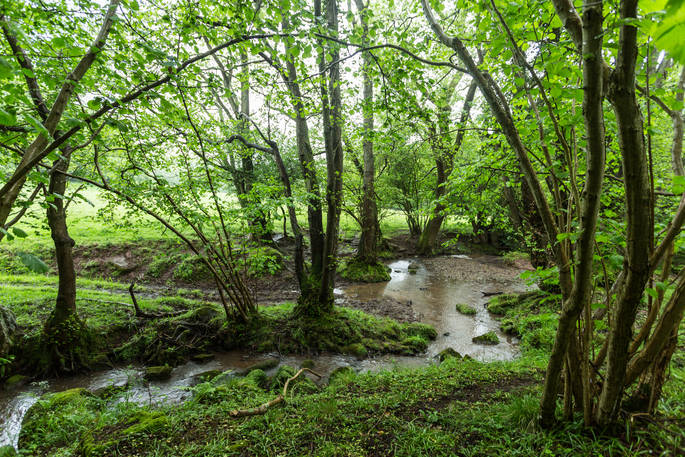 Oak Apple Tree Tent pod woodland walks, Lower Gockett Farm, Lydart, Monmouth, Monmouthshire, Wales