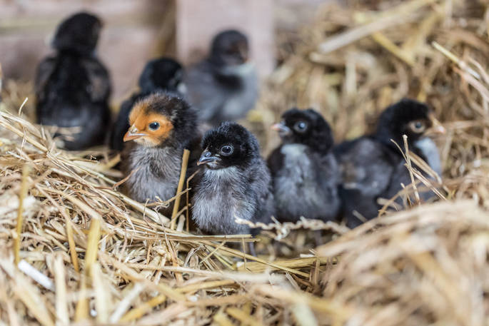 Chicks at Lower Gockett Farm Wales